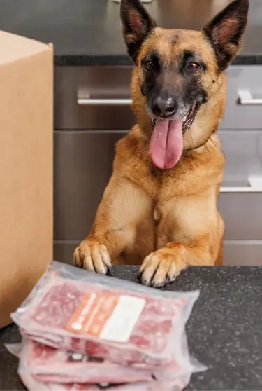 Happy German Shepherd dog next to a We Feed Raw box
