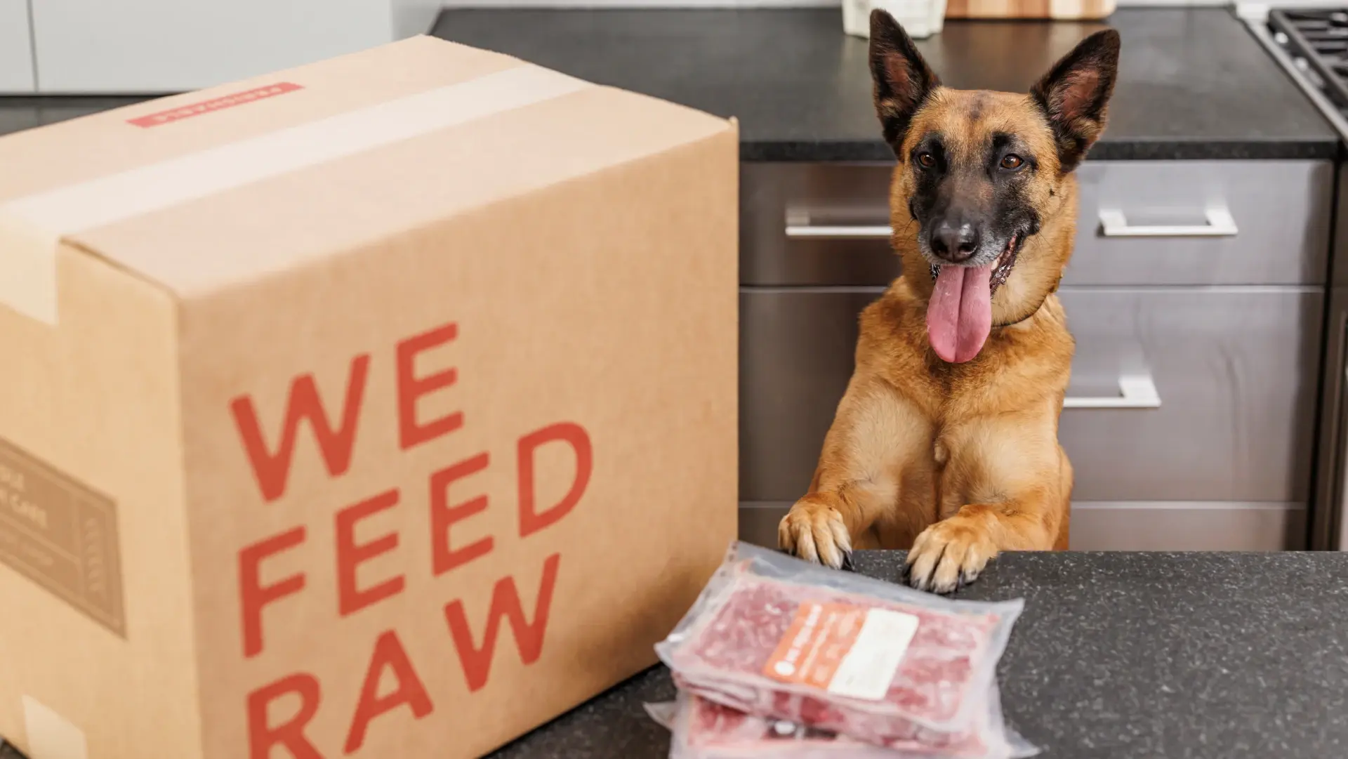 Happy German Shepherd dog next to a We Feed Raw box