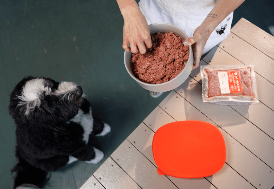 Black and white dog watching as raw dog food is being prepared in a bowl, with a package of raw meat and an orange dish on a wooden surface