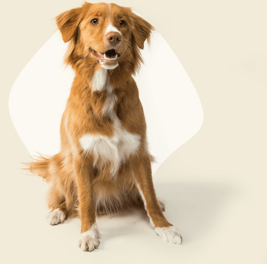 A very cute, fluffy golden brown adult dog 