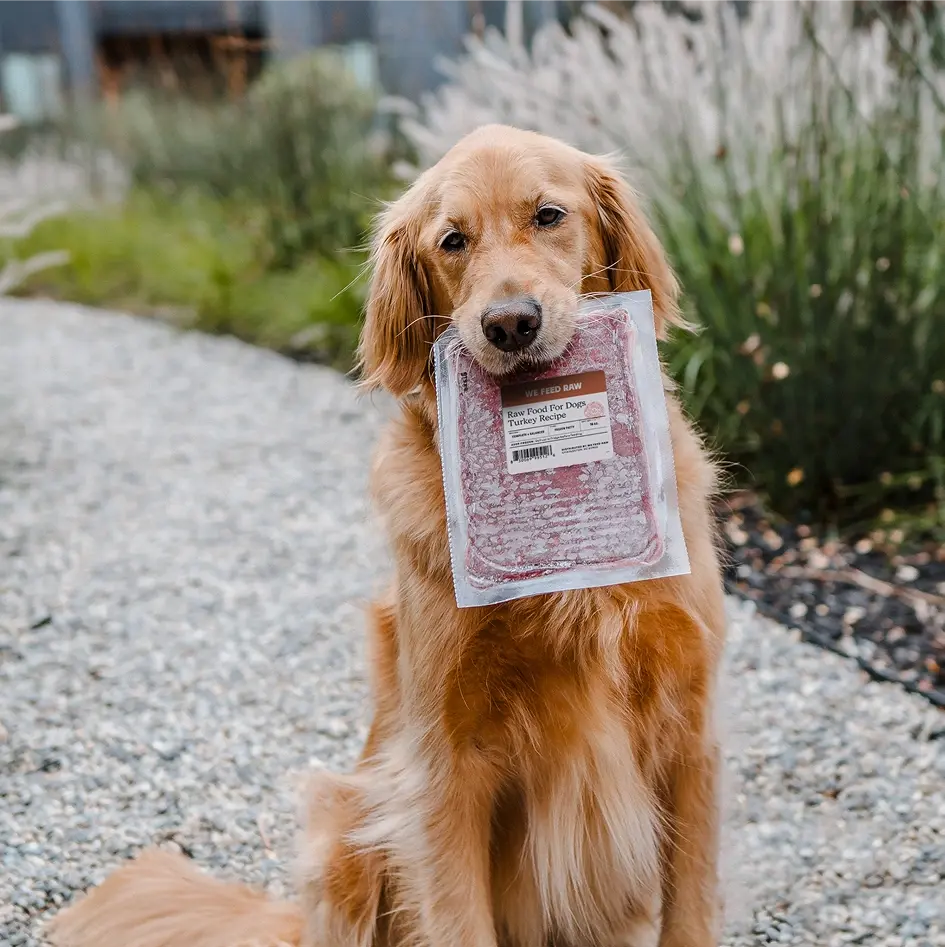 Happy dog posing with We Feed Raw's turkey recipe