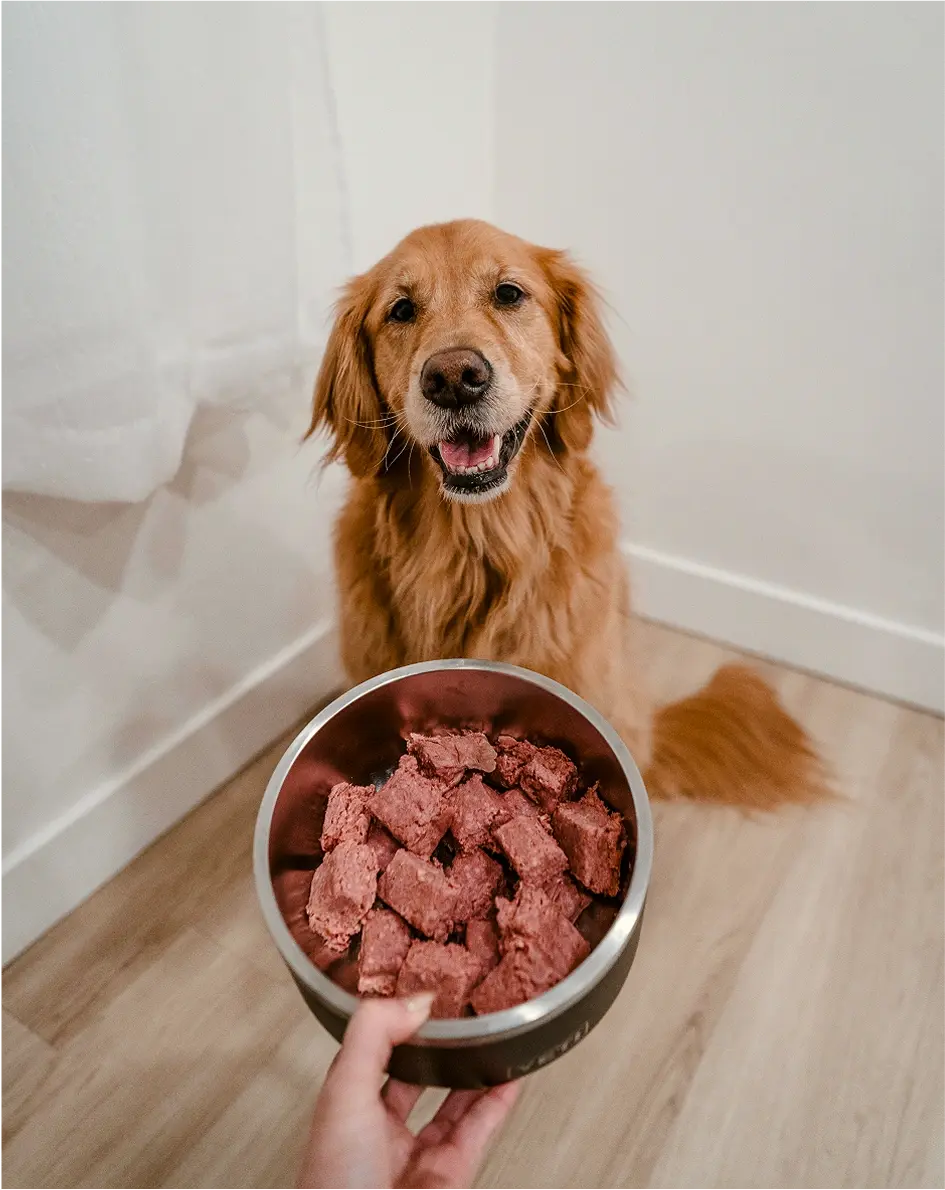 Dog sitting for bowl of raw dog food