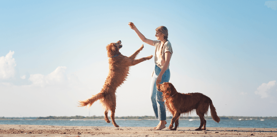 Active dogs playing on beach with owner - A person holds up a treat while a golden-colored dog jumps excitedly to catch it, with another dog watching nearby. Scene set against a bright blue sky and ocean backdrop, showcasing happy, energetic pets.