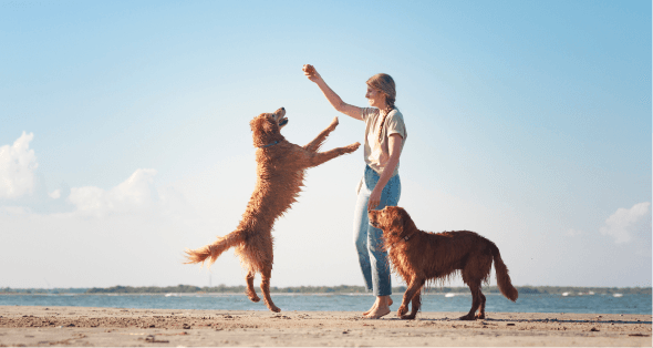 Active dogs playing on beach with owner - A person holds up a treat while a golden-colored dog jumps excitedly to catch it, with another dog watching nearby. Scene set against a bright blue sky and ocean backdrop, showcasing happy, energetic pets.