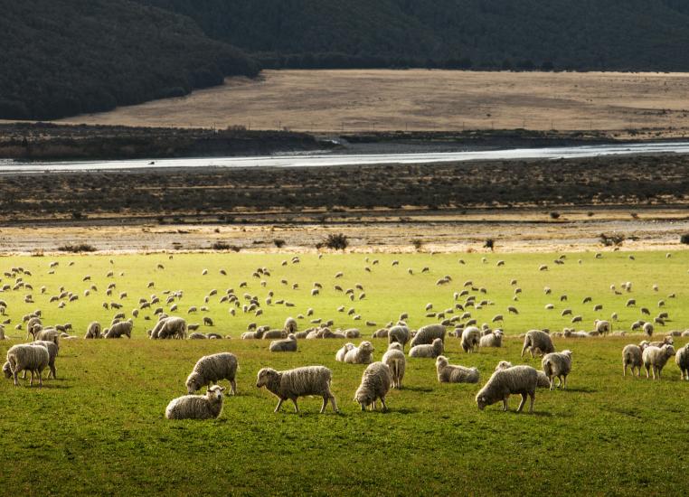 Lamb grazing in an open field of grass