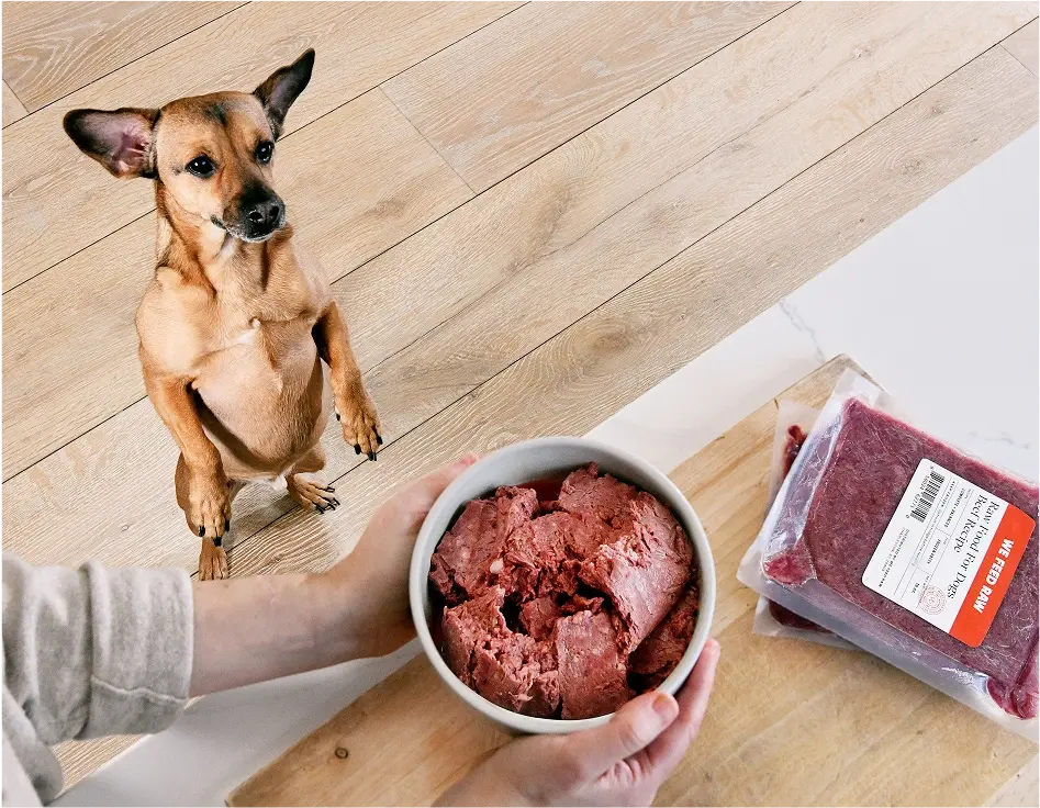 Small dog waiting for bowl of We Feed Raw's beef recipe