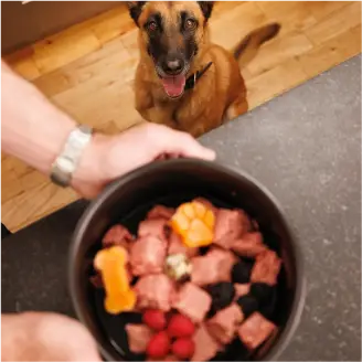 Happy dog waiting for their bowl of We Feed Raw food