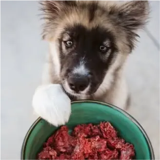 Cute puppy with paw on a bowl of We Feed Raw food