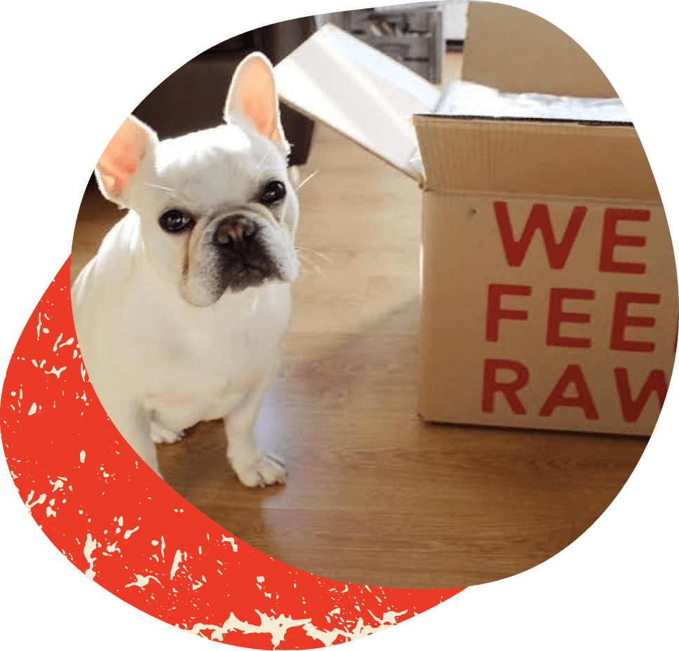 why-a-balanced-raw-diet-is-best-for-dogs-we-feed-raw