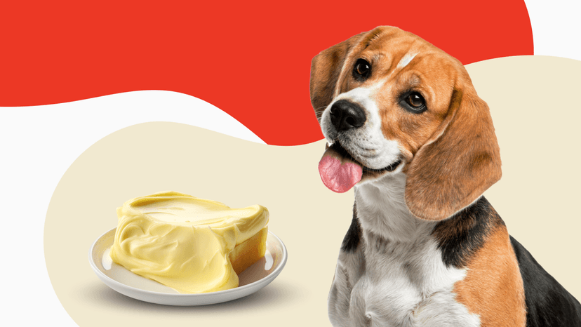 Can Dogs Eat Butter Banner