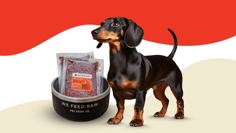 Best Dog Food for Dachshunds