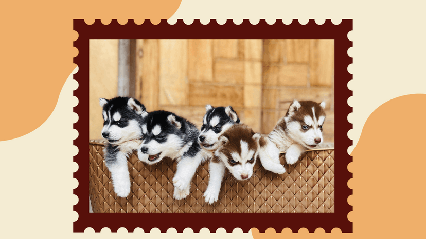 Best Puppy Food for Large Breeds 1 (2)